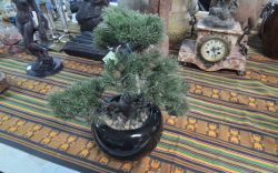 A Bonsai Plant in Pot.
H.33 Cm