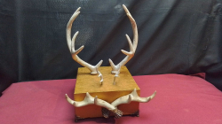 Unusual 3 Sets of Deer Antlers on Gold Plaque , Could be a Jewelry Stand. 